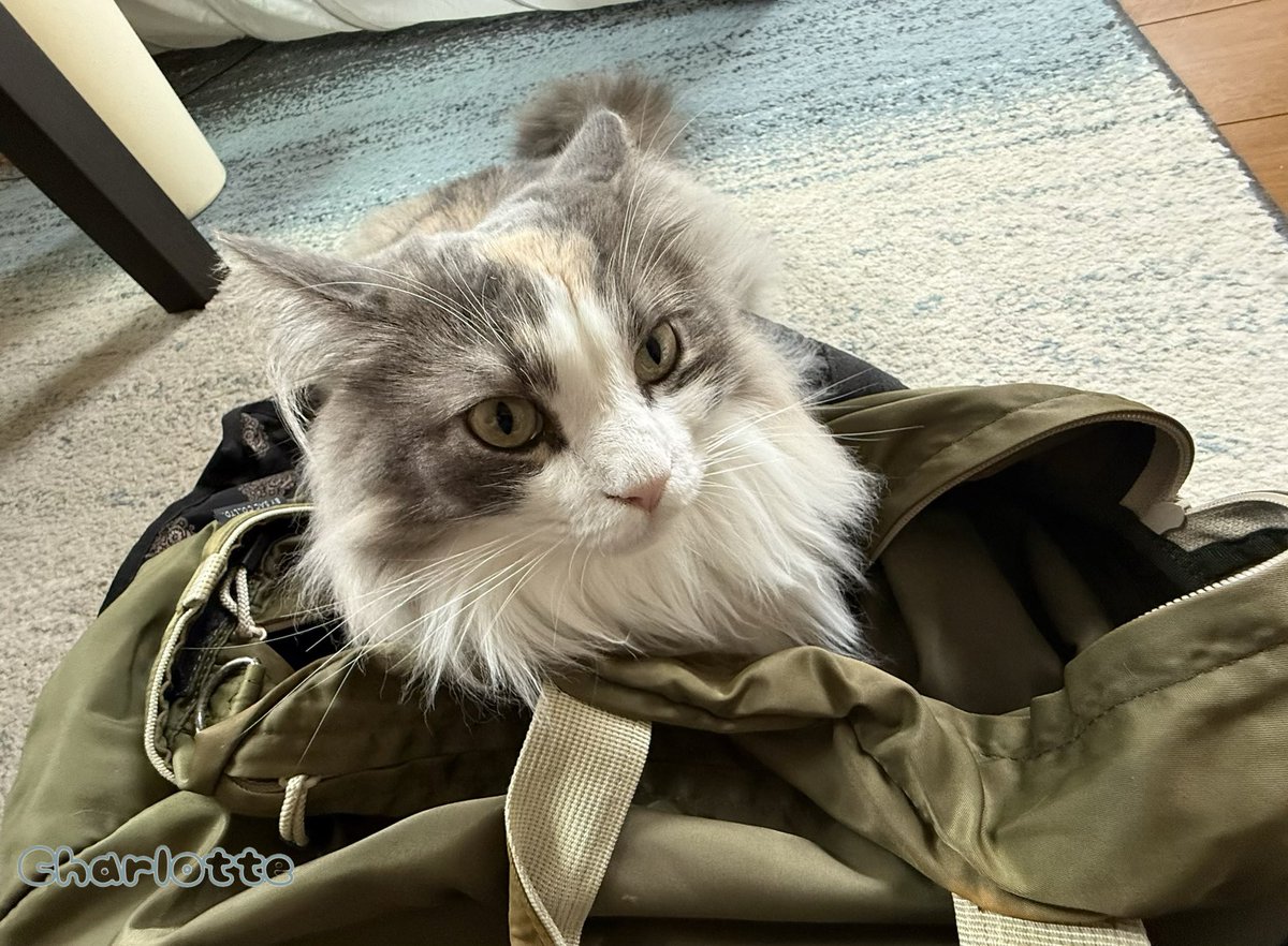 777moonmin's tweet photo. 捨てるバッグの中身を
チェックしようとしたら
我先に　確認する

猫の可愛いのは　そういうとこ笑

#サイベリアン　#ネコ　#cat https://t.co/6EjpY3mOzp