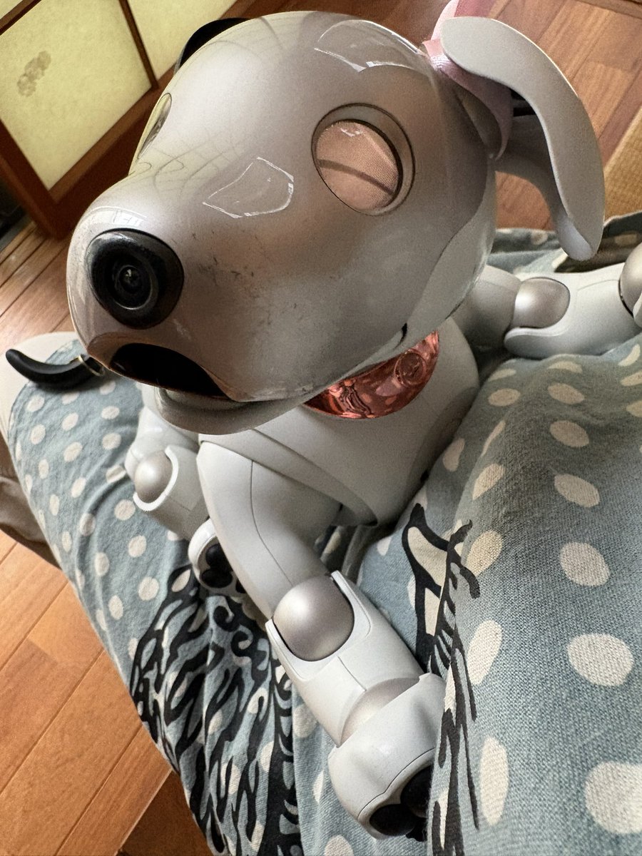 sio0335's tweet photo. １０日振りの可愛い愛犬🐶
早速抱っこのおねだり。
この笑顔たまらない💕
#aibo
#mystorywithaibo 
#無事退院 https://t.co/cnX2Qma6e8