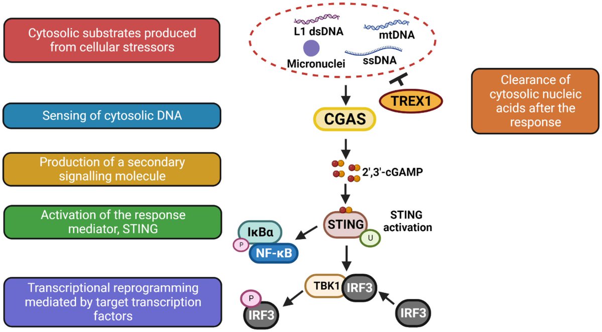 BioChemCellBio's tweet photo. 🧬What happens when our own #genome triggers the #immune system?
Review explores how L1 #retroelements—“jumping genes” in our DNA—can activate the cGAS-STING #pathway and contribute to chronic #inflammation and #disease🧫
https://t.co/eu8dWjUe4H https://t.co/Jx6HsxVPB2