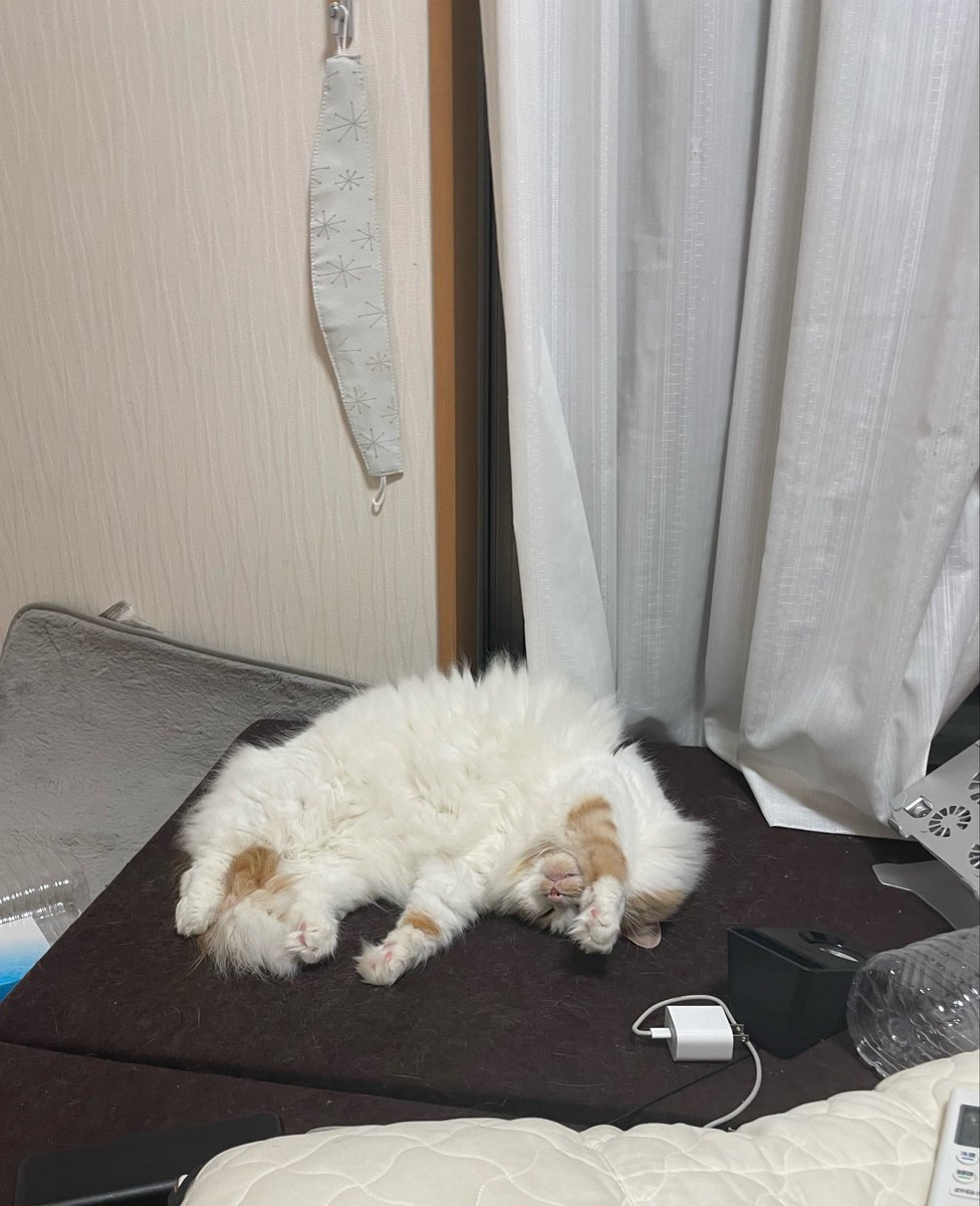 bunbunta_cat's tweet photo. おはようございます🐱
#猫　#猫のいる暮らし　#フォロバ100 https://t.co/JogW1A22ko