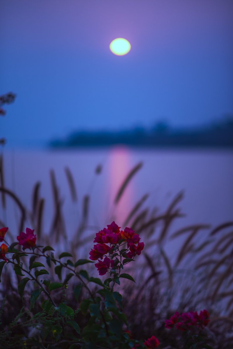 Persephone_Colo's tweet photo. Over the bay, the moon
unrolls its silver cloth.
A red bloom leans into view.
Even from here,
there’s something worth leaning toward.
#ThinkBIGSundayWithMarsha #inspirational #motivational #SpreadPositivity #SundayThoughts https://t.co/K1heZ9tYrG