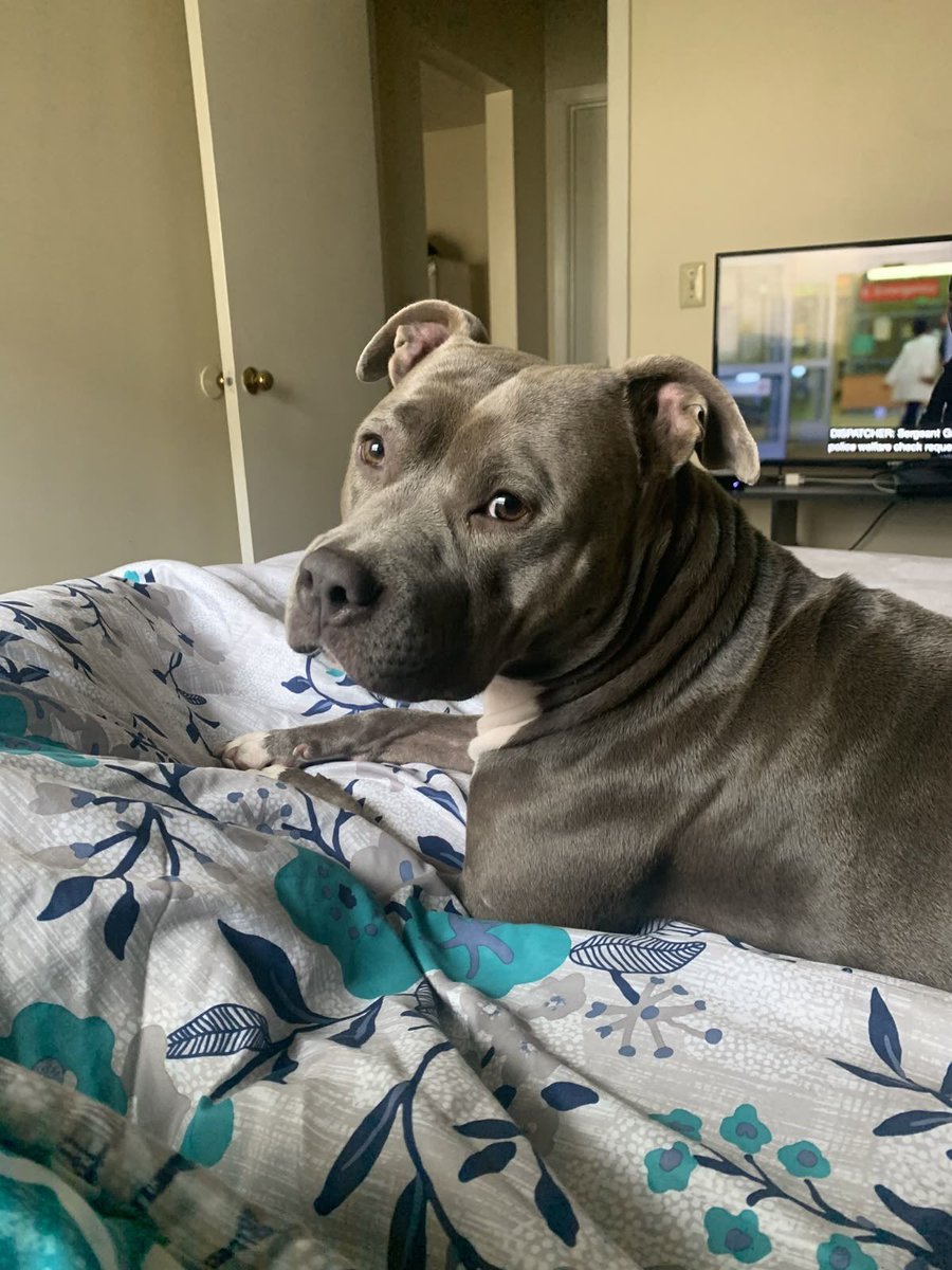 Luna070661's tweet photo. Join ➡️ https://t.co/u22IqrIScj my channel 🔞 
To watch me and my k9🐾🐾
Make love ❤️ 

#zoophillia #beastiality #zooprideisvalid #zoophile
#antizoo #antizoophile #Boston
#SF
#miami #Bestiality 
#zooisnotvalid #zoo #usa #lasvegas #Artofzoo https://t.co/2TrdJ2Er9Q