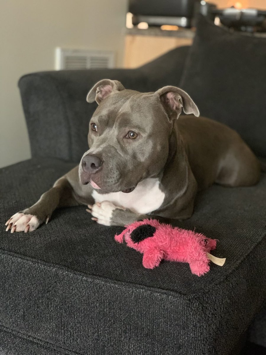 Luna070661's tweet photo. Join ➡️ https://t.co/u22IqrIScj my channel 🔞 
To watch me and my k9🐾🐾
Make love ❤️ 

#zoophillia #beastiality #zooprideisvalid #zoophile
#antizoo #antizoophile #Boston
#SF
#miami #Bestiality 
#zooisnotvalid #zoo #usa #lasvegas #Artofzoo https://t.co/2TrdJ2Er9Q