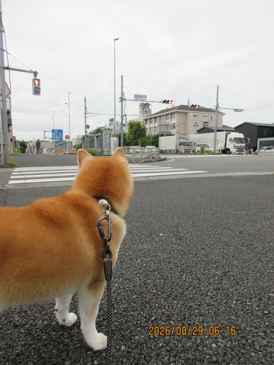 hiro70534949's tweet photo. 柴犬モコ
おはよう、今朝は、緑街道に行って来ました。
ポツポツ小雨でしたが、風が少し有って気持ち良かったです。
#柴犬 https://t.co/YiRR3840Ks