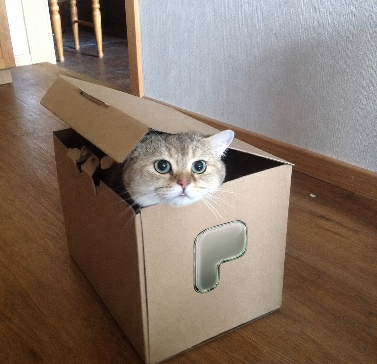 BoxedCatRH's tweet photo. $PONS hitting ATH and the cat stays $BOXED https://t.co/zLpGtKR7e6
