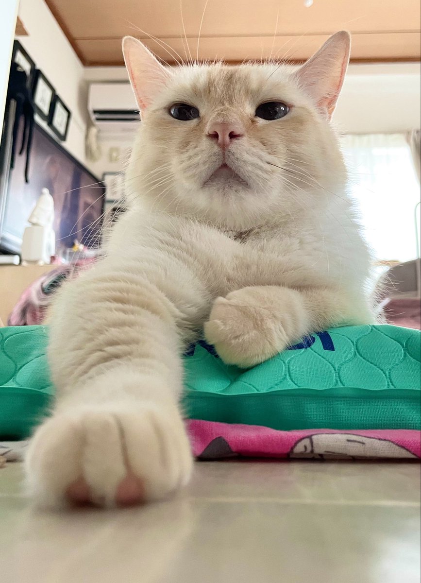 basteto3's tweet photo. 1分家の中を練り歩いてると思うと可愛い

#catlog https://t.co/9Vb3ucALZh