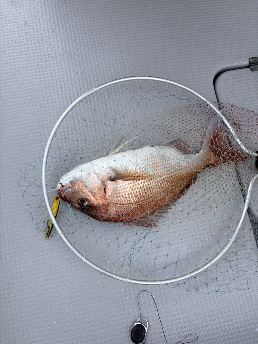 Fishing_Hora's tweet photo. 今週も刺身パーティーだね！😘 https://t.co/H1VPfosxAx