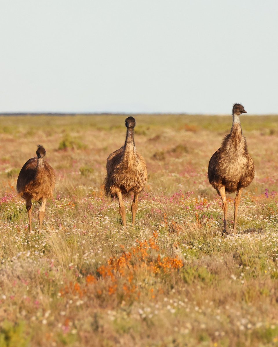BushHeritageAus's tweet photo. An emu dad has his work cut out for him. Once the eggs are laid, his mate's role is done and his begins, incubating the eggs and caring for the chicks once they hatch for up to two years. As we head towards Father’s Day, we’re celebrating dads in all their forms! 💛
 
And did you know, our "A Dad Like No Other" bush gift supports the work we do to protect emus and the habitats they call home. Learn more 👉 https://t.co/uABn2TYoR8