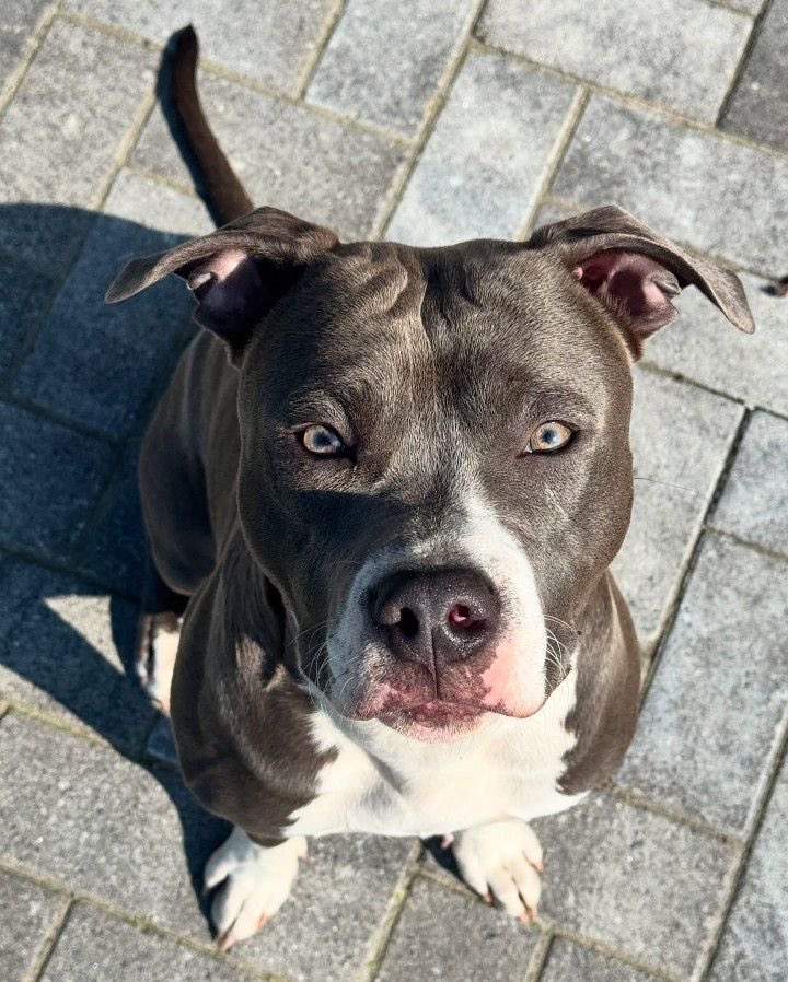 Bella070661's tweet photo. One link. Full access. No more waiting.  
https://t.co/lCkAFOvhqx…  

#dogknotting #zoophile #k9girl #knotslut #ZooPorn #BreedingKink #dogslut #artofzoo #bestiality #zoopride https://t.co/jBNV3Yox4C