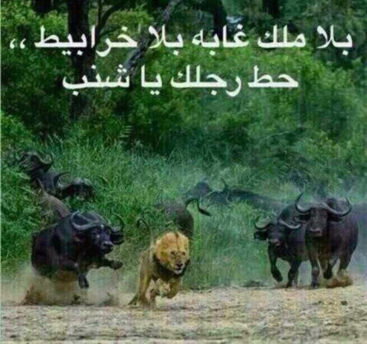 Rximq's tweet photo. شكلي وانا اشرد ادور احد يفزع لي وقاعده ابكي خايفه منهم لانهم ناويني الله يلعنهم هالعبيد والله ماقد عشت رعب مثل هاليوم https://t.co/cwzeaYMTv9