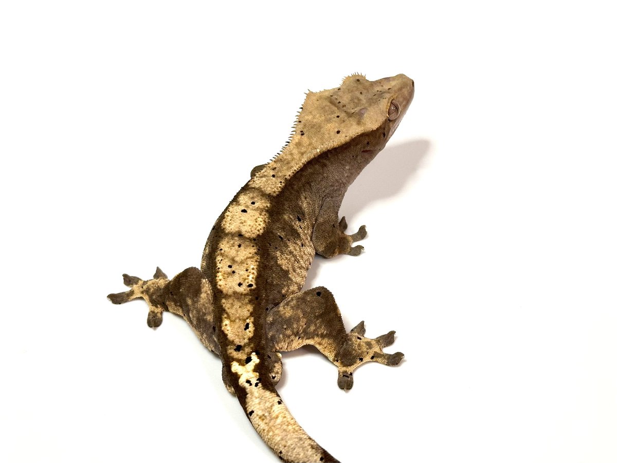 atelierK01's tweet photo. おはクレス🦎
週末も頑張っていきましょう💪
#クレステッドゲッコー https://t.co/GwoOFHuPgZ