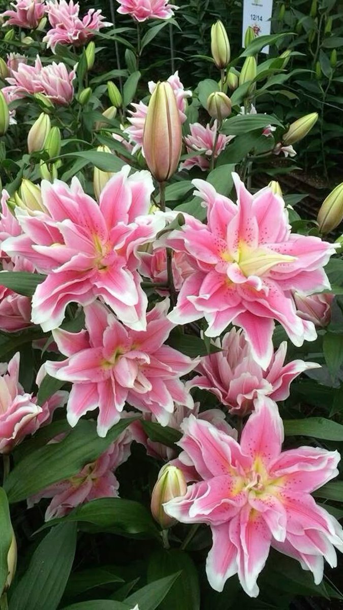 FLOWERS3700's tweet photo. https://t.co/oLRGKvUn1u