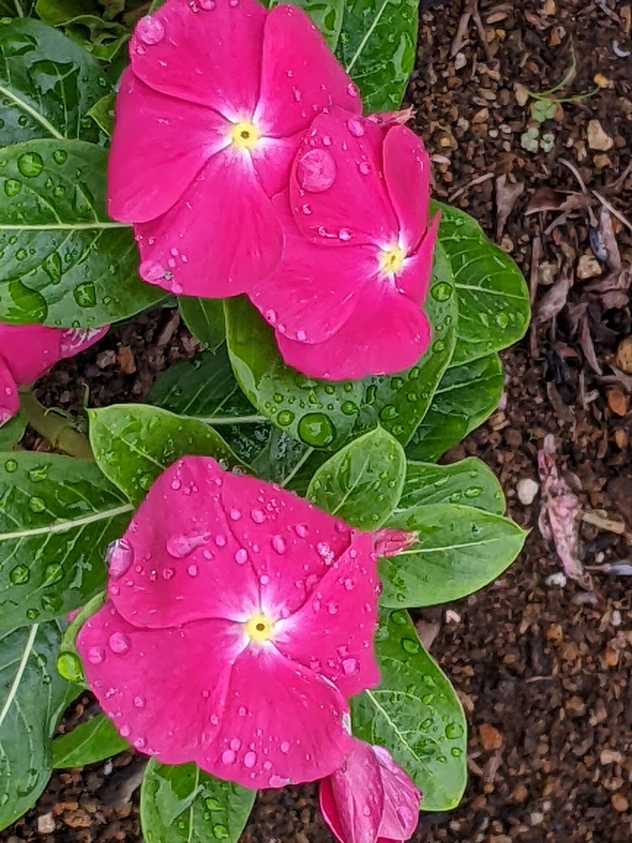 fe8_mv's tweet photo. 8月29日(土)　21℃
おはようございます☺️
小山市の気温21℃
朝から雨☔降ってます☔
過ごしやすい天気です☁️
　　　今日も
　　　宜しく
　　　お願い
　　　します🙇 https://t.co/2VA22TGuNL