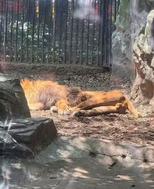 rafaborbolla's tweet photo. Entre 2019 y 2022, el presupuesto destinado exclusivamente a la comida de los animales en los Zoológicos sufrió un recorte drástico de más del 50%, pasando de aproximadamente 40 millones de pesos a menos de 20 millones. Esto coincidió con la inflación por la pandemia, disminuyendo la cantidad de toneladas de carne, frutas y verduras disponibles para los ejemplares. Aunque para 2025 y 2026 la Sedema elevó el gasto alimentario a más de 55 millones de pesos, los años previos de desatención dejaron secuelas físicas y de infraestructura díficiles de resarcir de inmediato. Para muestra un botón: el Rey de la Selva agonizando de hambre. 
#CDMX