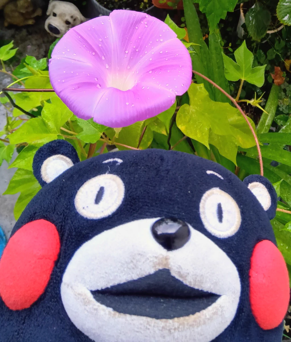 くまモン【公式】 on X: 