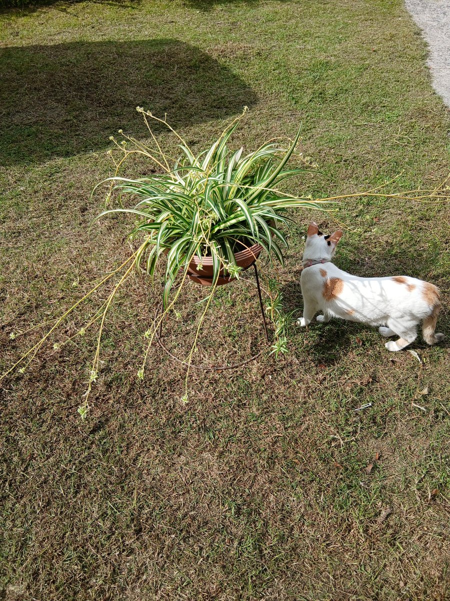 itsme26324009's tweet photo. 夫の朝の世話が済みました。
さぁて、これから仕事部屋に籠ります。
ここが私のオアシスなんです😀
🐈‍⬛🐈️たちも、外の涼しい所でのんびりしてますよ～～ https://t.co/dqpds450rf