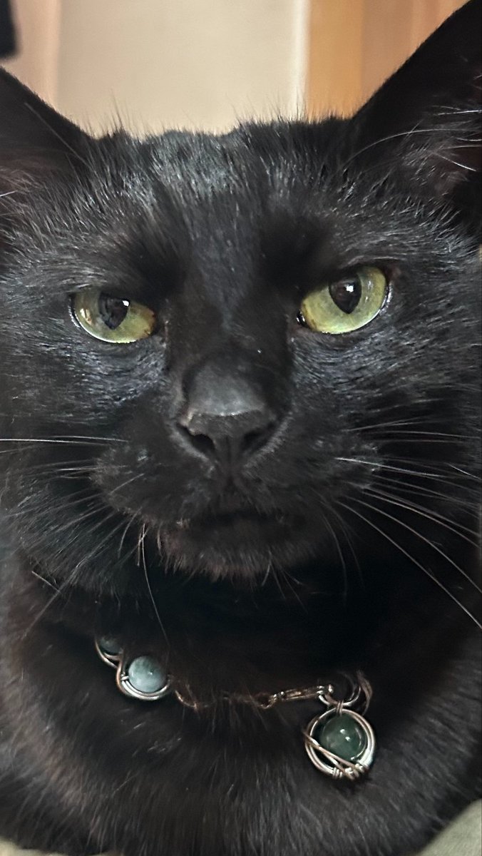 setugetu1029's tweet photo. 今日はイレギュラーなお休み
ぬこたちに遊んでもらおうかしら？
🐈‍⬛「おあいにくしゃま！わたち、いしょがしいにょ！」
🐈「おりぇもいしょがしいでし…」
あらま…😅
おはようございます
#土アップ祭 でございます https://t.co/y1z5SSfZ5y