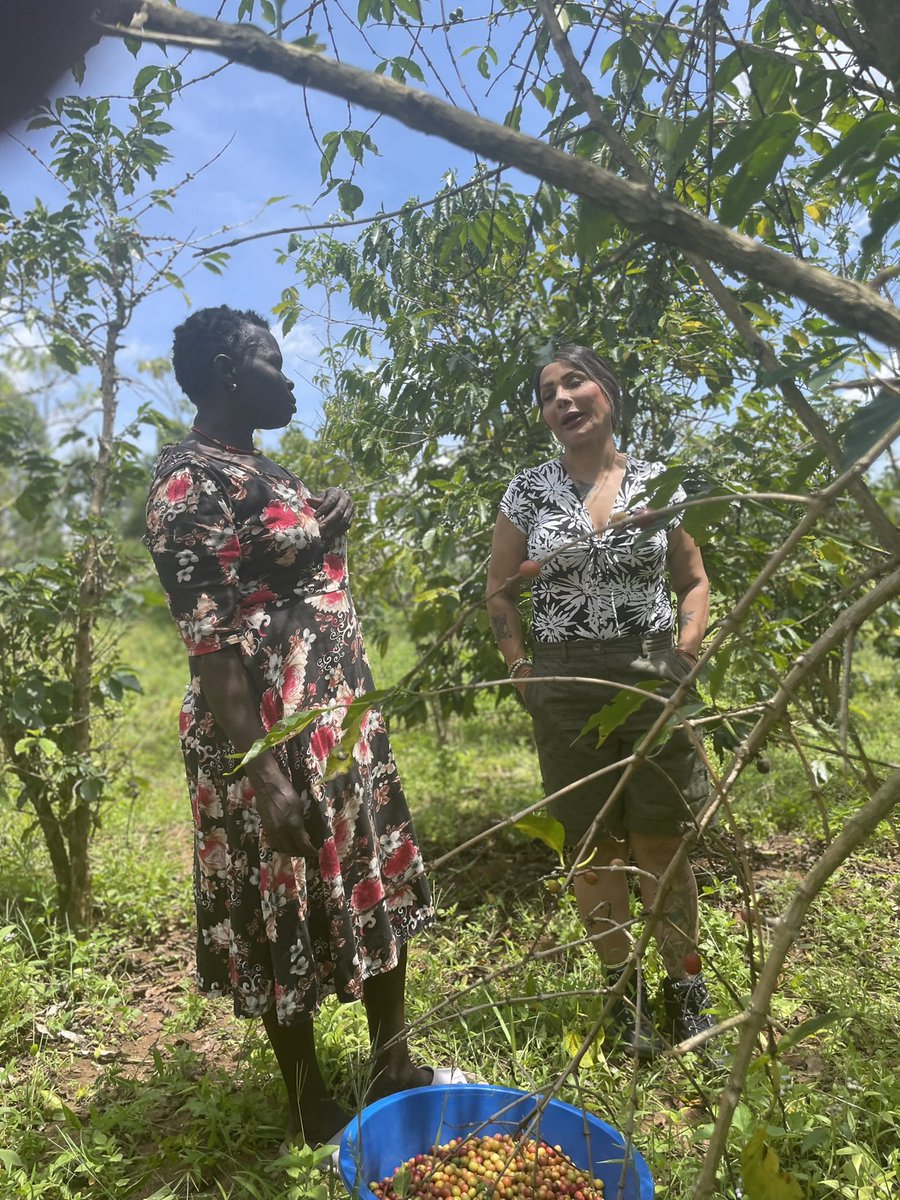 MaishaWomens's tweet photo. Meet Jane, one of the hardworking women we support through Maisha Women’s Outreach, proudly harvesting coffee and working to build a better future for her family.

Every harvest represents hard work, hope, and opportunity. 

#MaishaWomensOutreach #WomenEmpowerment #CoffeeFarmers https://t.co/P3ltbEFOWa