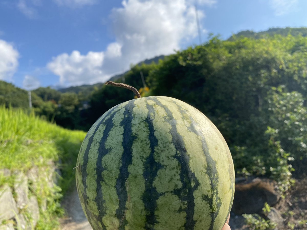amasato_17's tweet photo. 大豆がよく育ってきている🌱
枝豆🫛✨枝豆🫛✨ https://t.co/fAY8pC0Px7