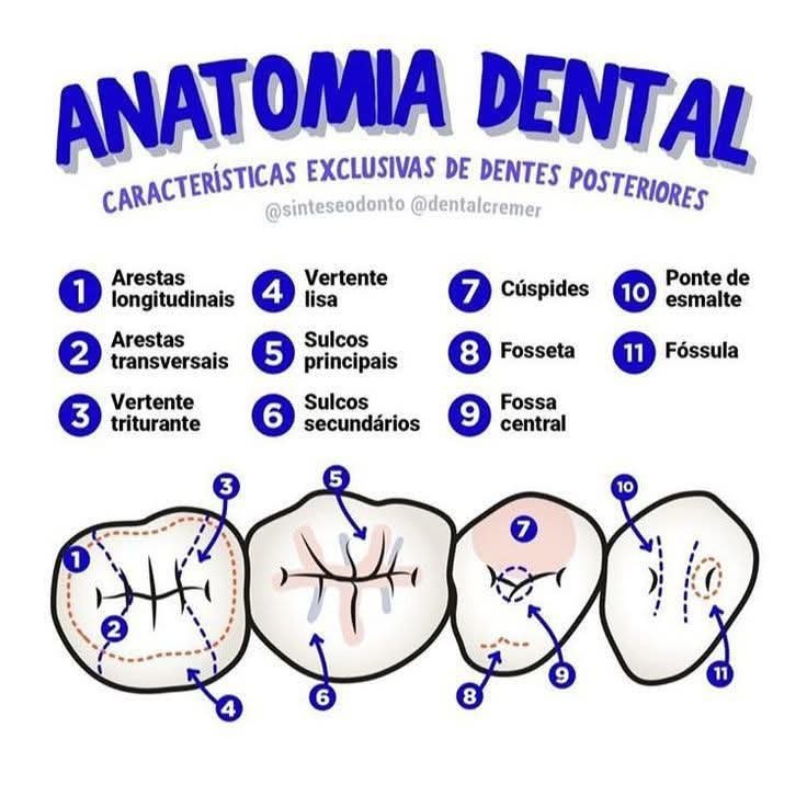 AlissonChavarra's tweet photo. Anatomía dental https://t.co/VIgPGOo5zq