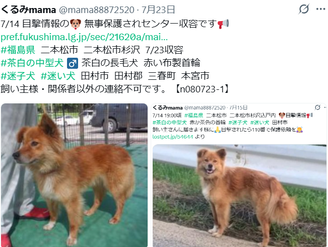 mama88872520's tweet photo. 残念ながら迎えなく #里親募集 になりました😔
https://t.co/evuzrblLda
素敵なご縁💗祈ってます🙏 #福島県  里親募集中
二本松市  #迷子犬  茶白の中型犬 ♂️ イワオ君 推定5歳 https://t.co/qQK1RaqgdK