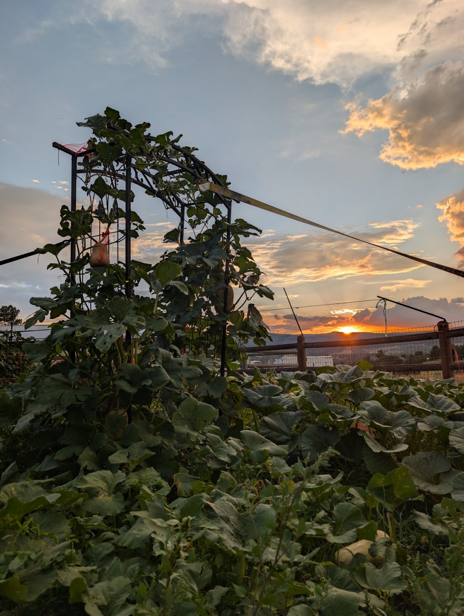 Justhobbyfarmin's tweet photo. Golden hour in the squash patch. The trellis is barely surviving the weight of these vines, but we’re making it work. 🌅🌱 How is everyone’s late-summer harvest looking? https://t.co/YQRUnWxeGN