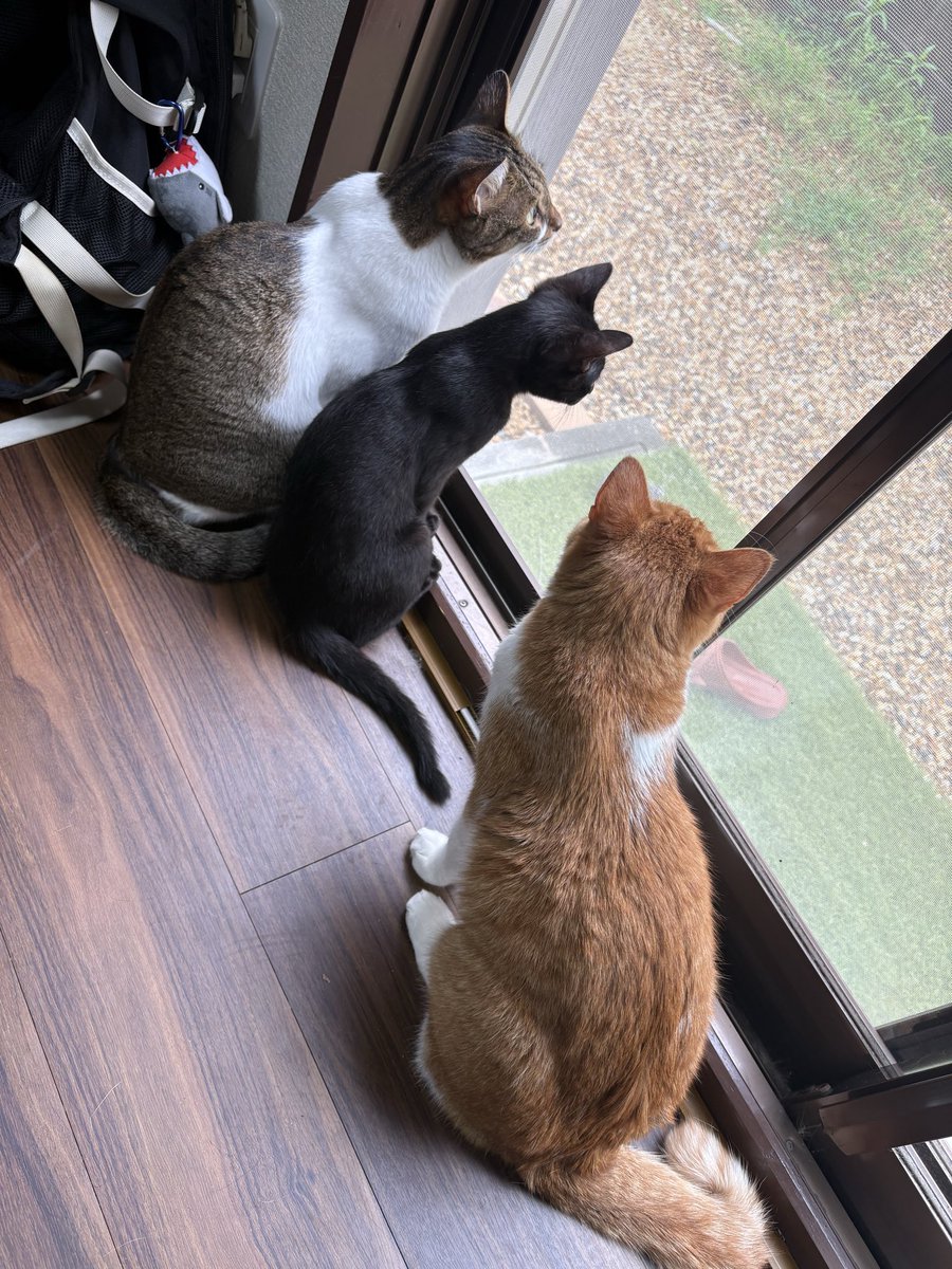 Nekotecchannel's tweet photo. おはよー😺 https://t.co/zbXXI1enrX