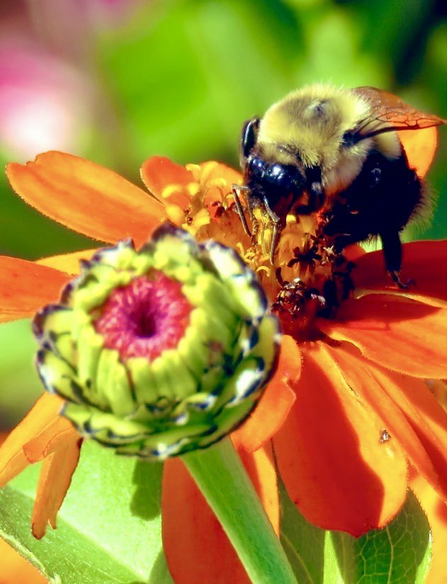 MitchandMarcy's tweet photo. @PanoPhotos #panoChallenge 54 #CrayonColors popping as this #bee buzzes by for a pollen check.
🐝 📸 #mitchandmarcyphotos
#pano #verto https://t.co/xqutu7M68n