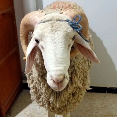mrngzzzalg's tweet photo. #NouvellePhotoDeProfil https://t.co/CjJBhQd6nV