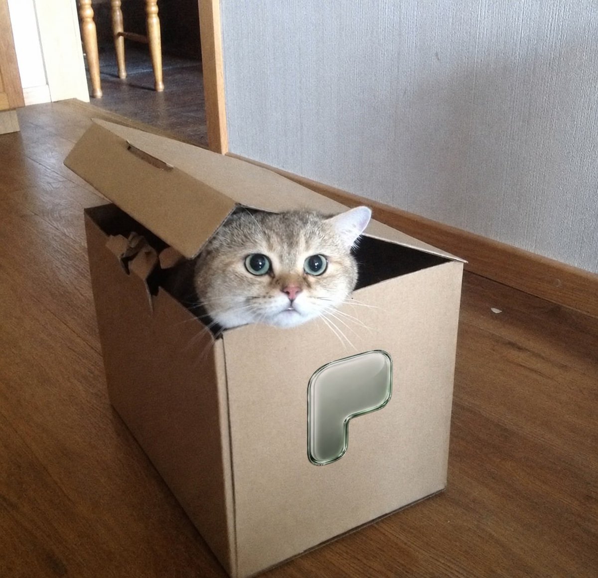 BoxedCatRH's tweet photo. $BOXED was launched in $PONS a day ago

The box exists because the cat exists. https://t.co/kw9LSXBzu9
