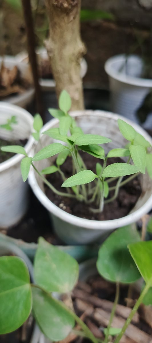 DakotaMandalay's tweet photo. Vivero Guayaquil plantas de tomates 
0/9/9/7/3/3/4/0/6/4
#viveros #vivero #plantas #garden #agro #jardin https://t.co/vxwijeZAdd
