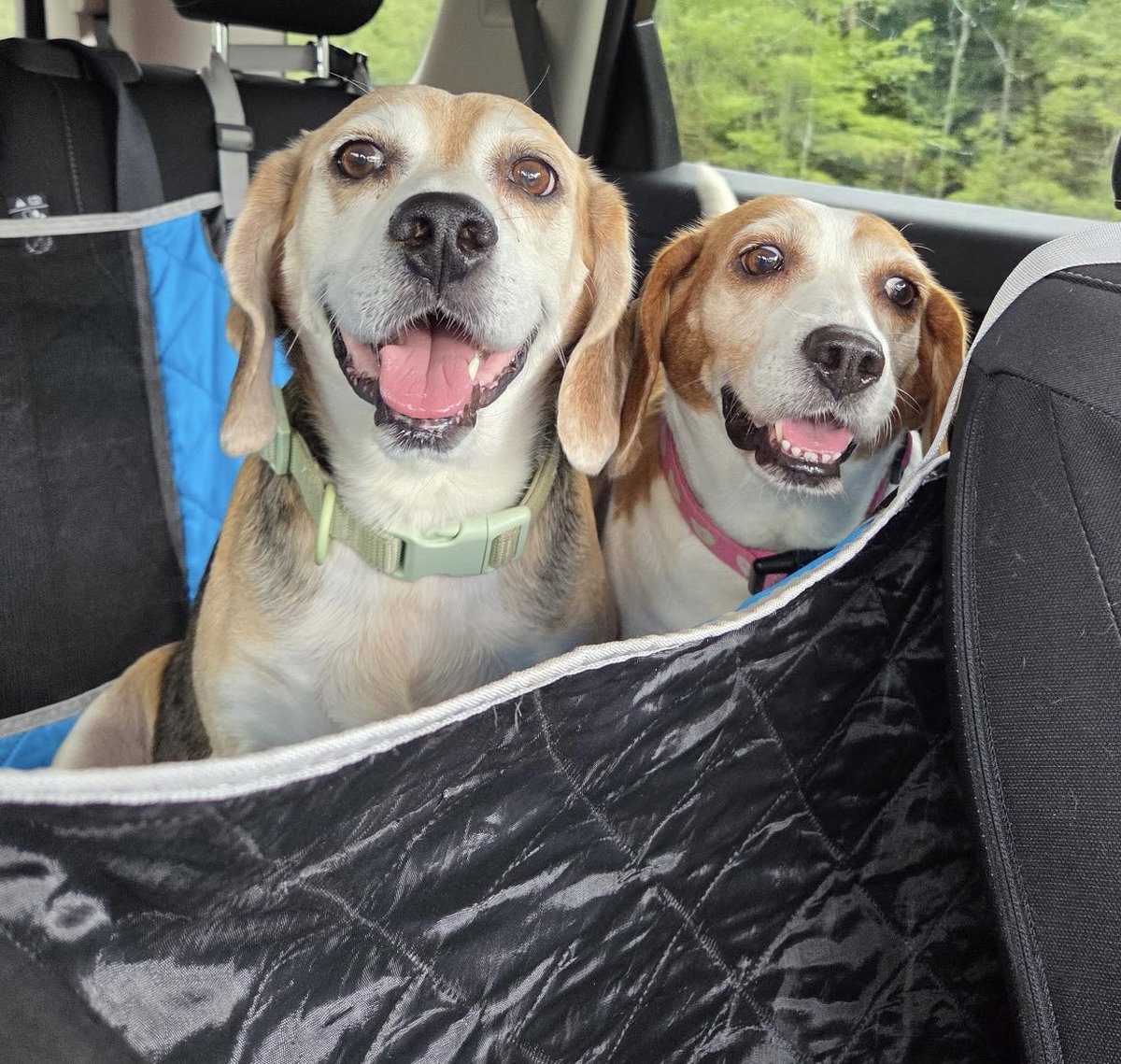 LolaPatolla's tweet photo. Ruger &amp; Bama going for a ride ♥���! https://t.co/k1IjAbhP0F