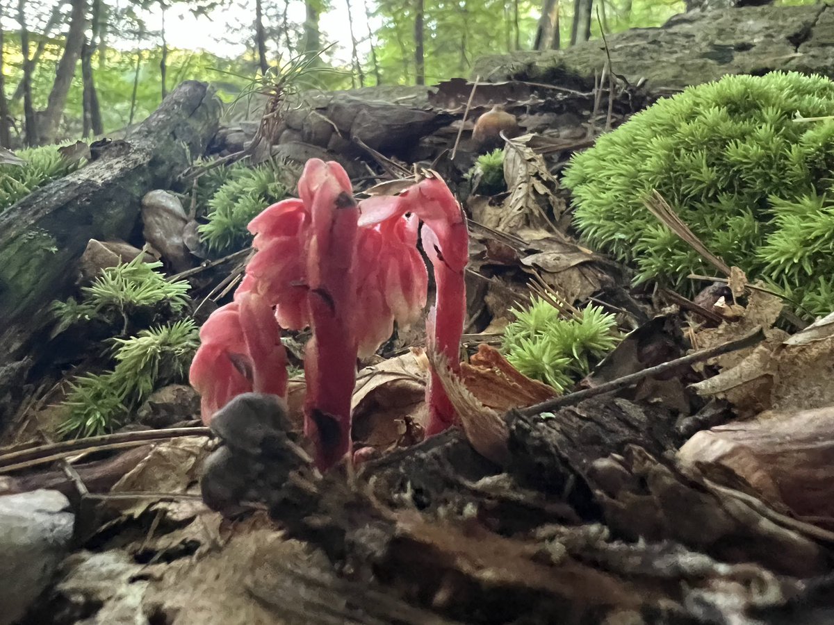 Flat_Earth_Life's tweet photo. Blessed foraging today to come across the Sacred Pinsap flower. 🌺 

“It can only survive in pristine, undisturbed, mature temperate forests with highly specific, healthy underground fungal networks” https://t.co/KdysZMf2PH