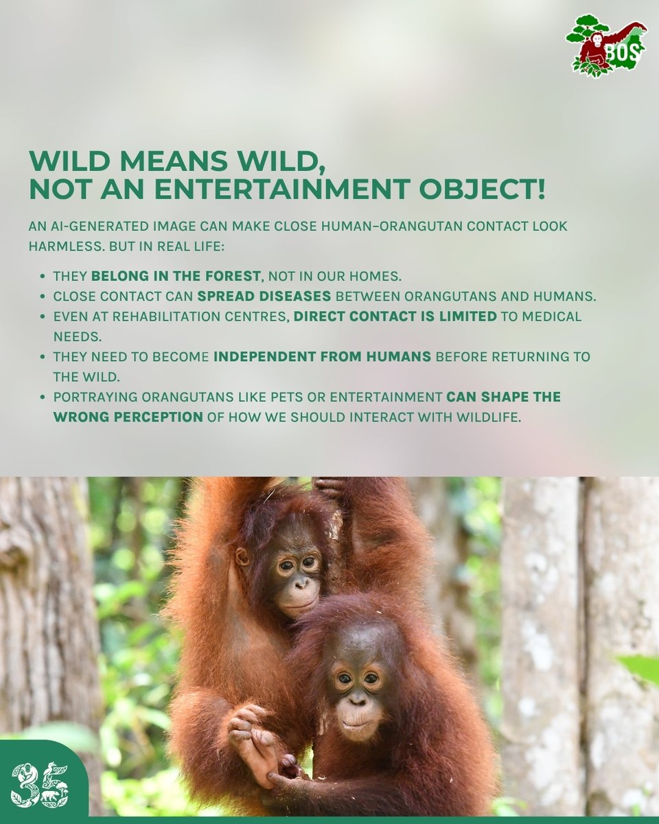 bornean_OU's tweet photo. AI-generated content showing orangutans as pets or interacting closely with humans may look harmless, but it can create the wrong perception of their lives in the wild!

Let’s be more mindful and think twice before creating or sharing AI-generated wildlife content 🦧🌿 https://t.co/mcrsFlM9OD