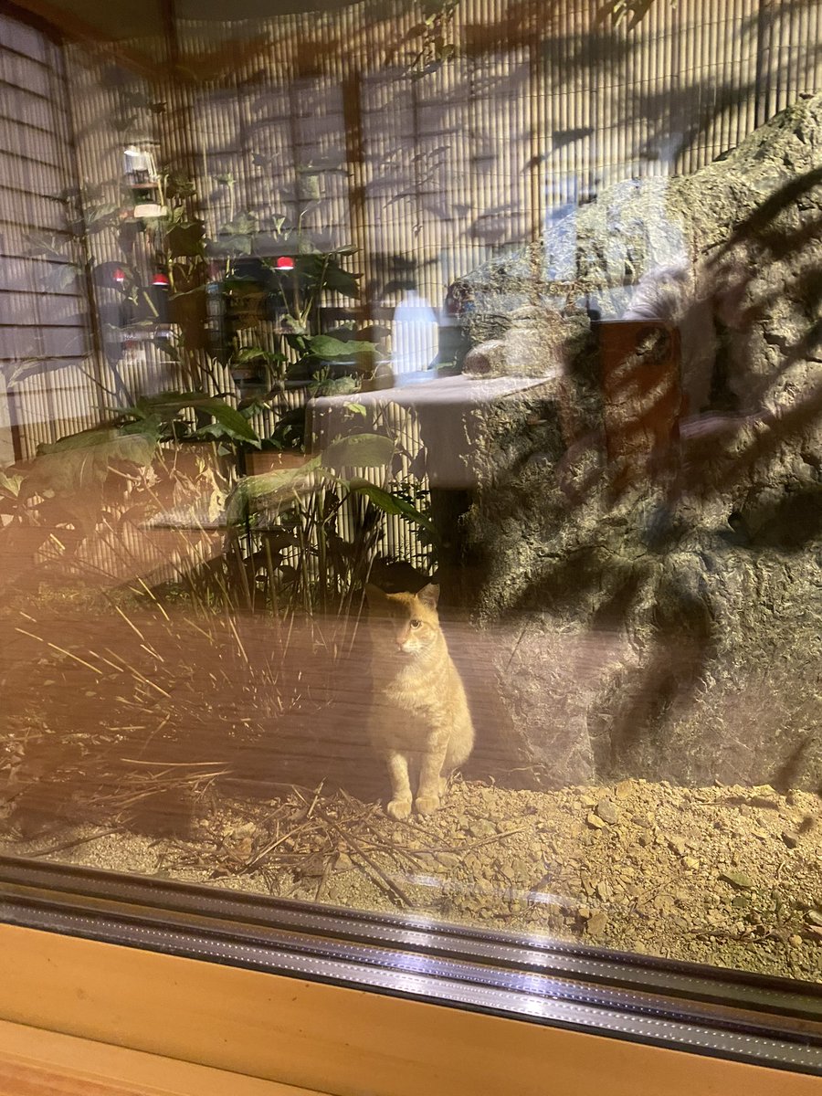 ugawa's tweet photo. いつも物欲しそうに店内を見る猫を捕まえて、地域猫として去勢してからリリース
懲りたのか、その後しばらく姿を見せなかったけど、今は窓を開けてると床の間で一日寝てる
そんなにそこで寝たかったんか https://t.co/qOfUUlnq5K