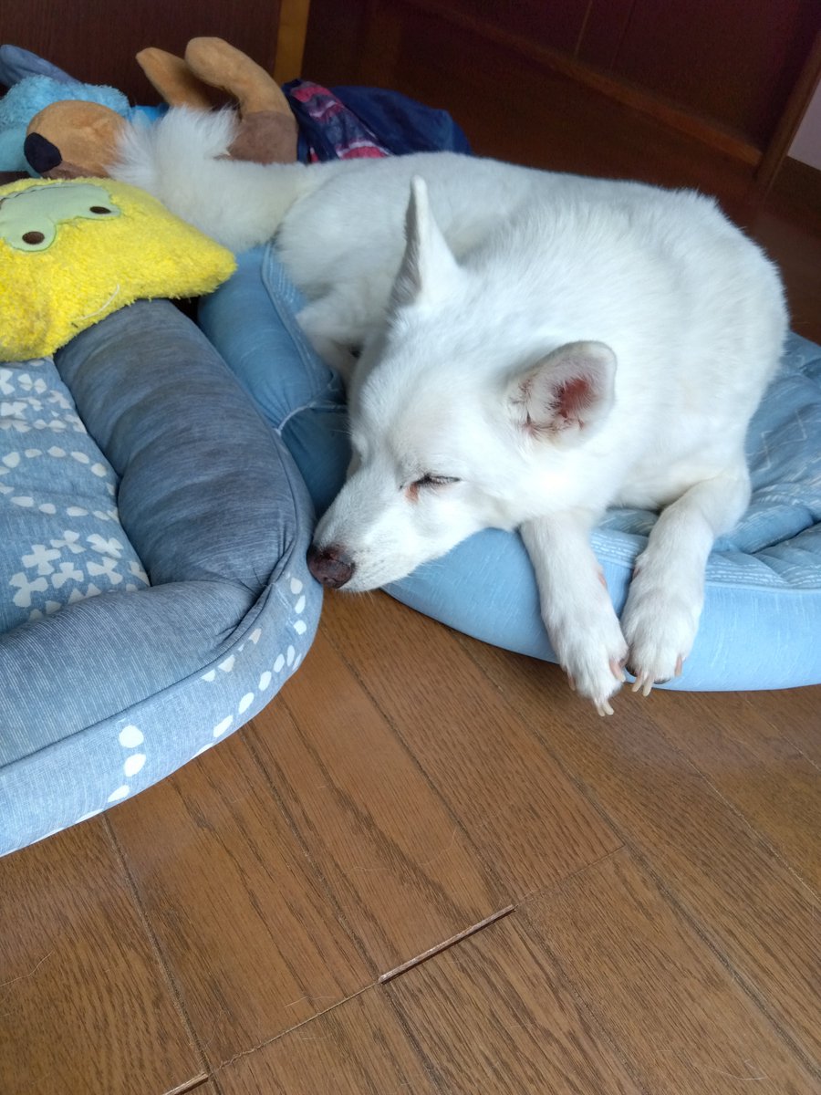 PuMiyoko's tweet photo. お散歩行ってからの朝寝。
だいぶん爪伸びてきた。 https://t.co/MTUQyPRDSX