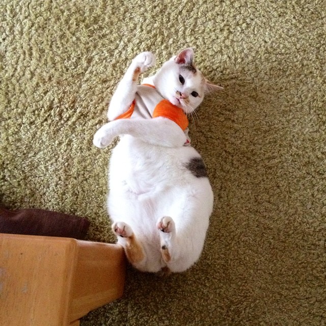 KristynMaroohq's tweet photo. 無意味を愛でる余裕なんて、本当は誰にもないのかもしれない。ただこうして重力に降伏しているほうが、案外と理にかなってる気もする。 https://t.co/nlggYkCAe4