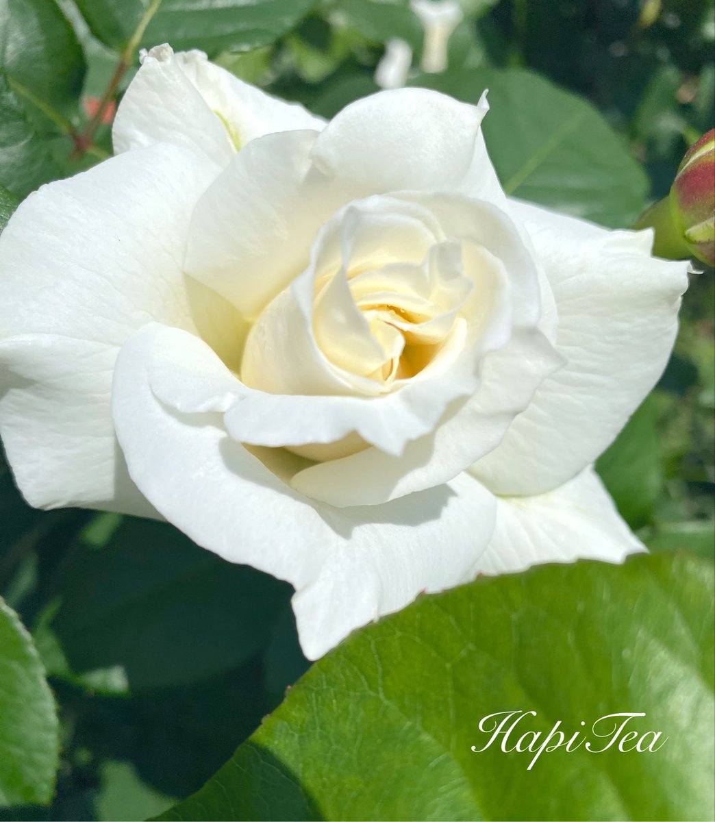 hapi_tea tweet picture