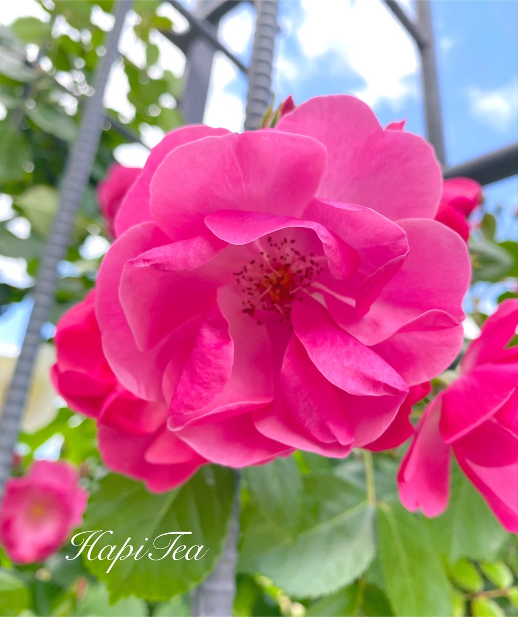 hapi_tea tweet picture