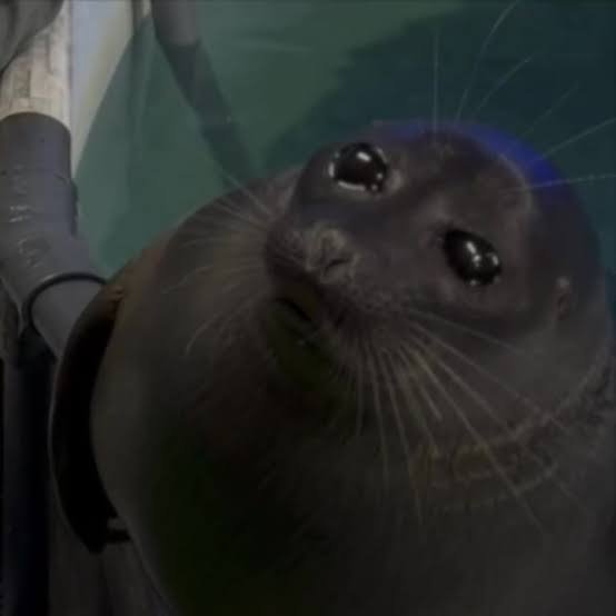 CoolCatCoorut9's tweet photo. sad seal https://t.co/osSPoxZsPW