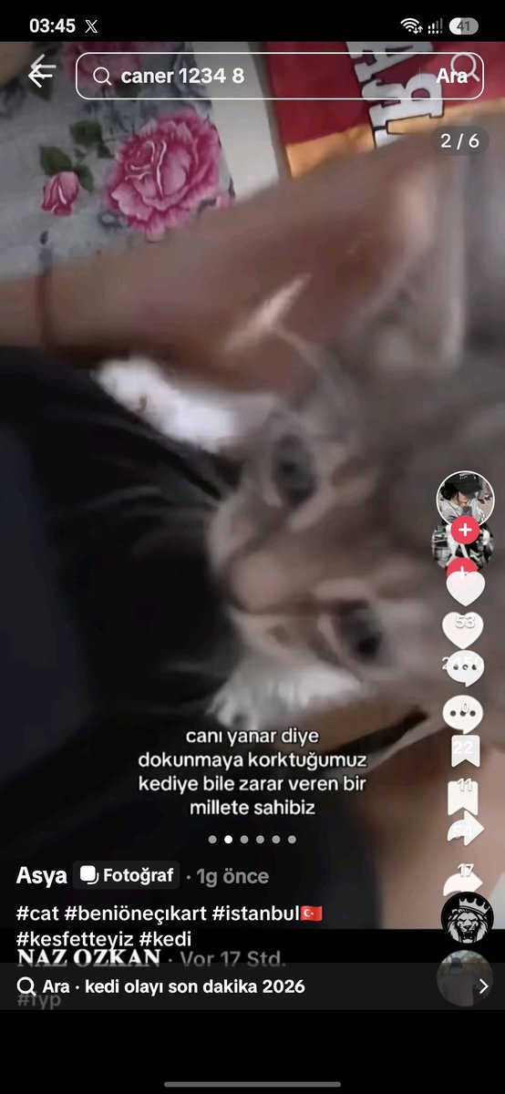 Turkkatun34's tweet photo. @Erlikmatiz @teksas022 Peki bunlar ne olacak kedi aynı kedi ! https://t.co/u4NoARASfx