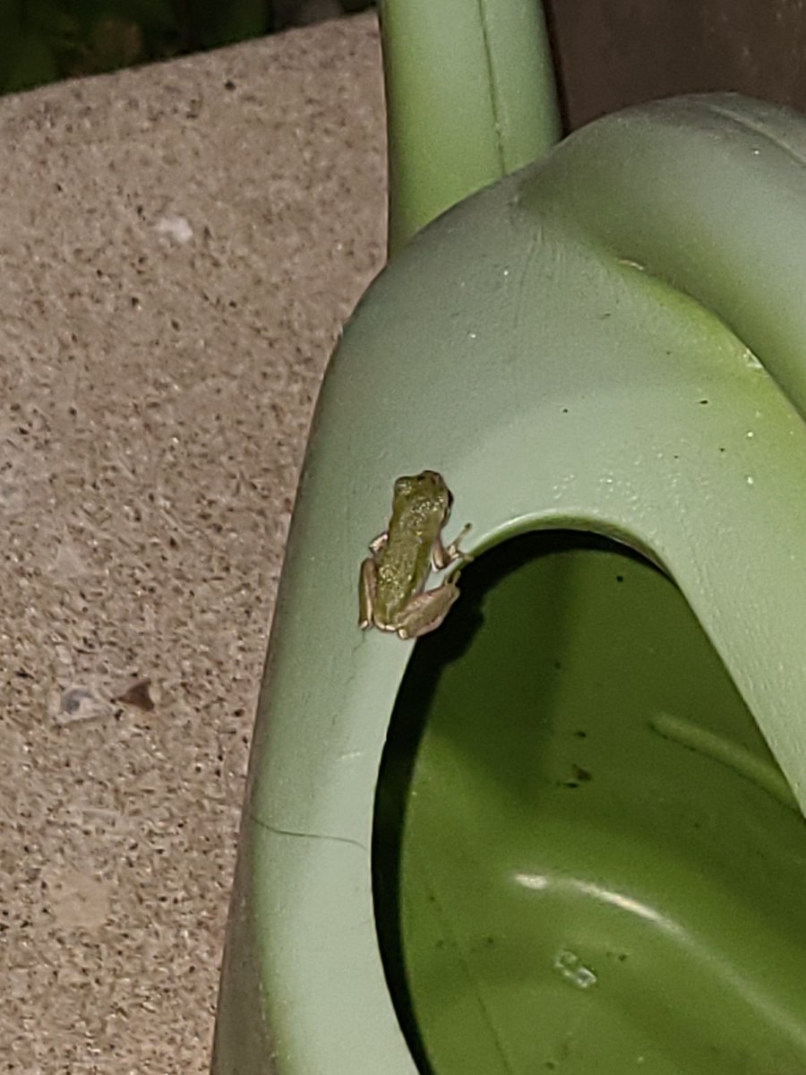 ATLAS_LSJ's tweet photo. @TomRyderStar May I humbly offer: tiny frog on a watering can https://t.co/Arhza97mgl