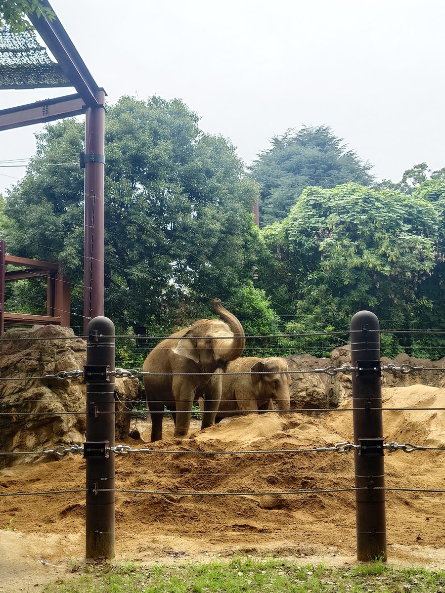 mihHORN's tweet photo. 上野動物園を散歩中 https://t.co/RFGSN73FlT