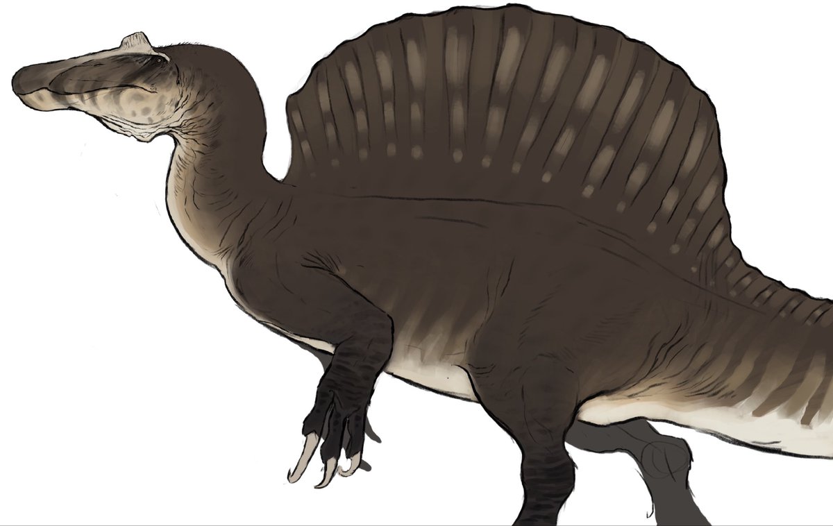 Cam_ornitho's tweet photo. Spino sketch https://t.co/rVR9TGjb50