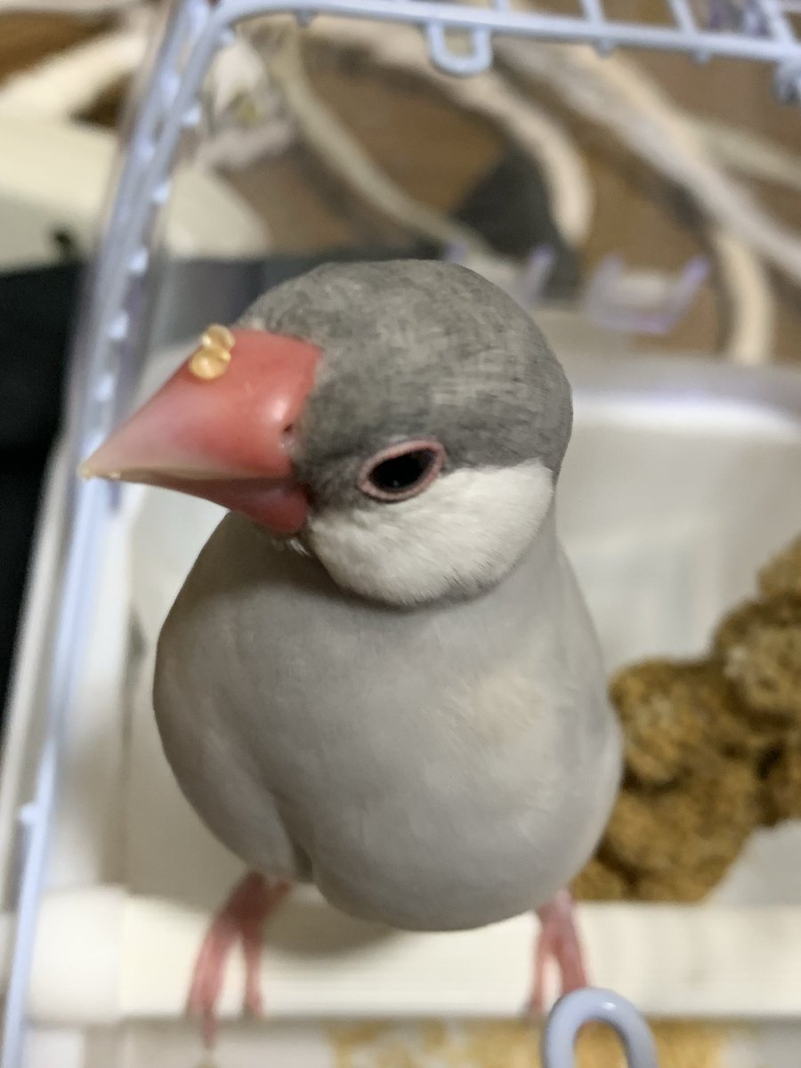 gin20250525's tweet photo. 拡散ありがとうございます
引き続き探しております
8月22日に宮崎県宮崎市大字赤江(宮崎空港付近)で行方不明になったシルバー文鳥(1歳♀)のぎんちゃん探しています。

どんな些細な情報でも構いません。
目撃、保護の情報があればDMお願いいたします。
#迷い鳥　#文鳥 https://t.co/SIgBjUOWFG