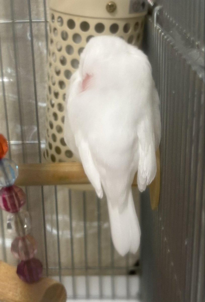 blumenlied_kiku's tweet photo. こうやって眠る姿、中々撮れないのです
カゴが邪魔するので近づくと音がしちゃって起きちゃう😅 https://t.co/GbBj8dCtij
