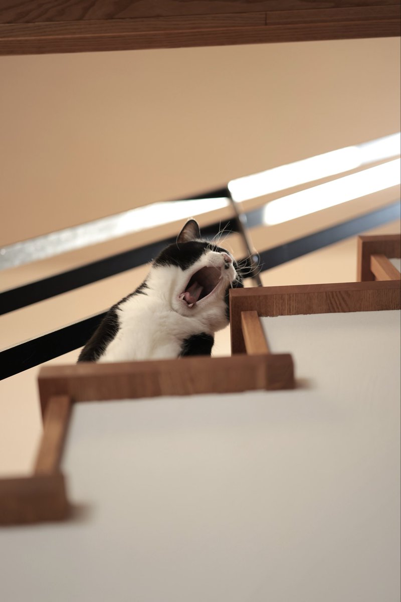 doppio203's tweet photo. がおーーー！！
#猫のいる暮らし https://t.co/lxTq9P9yZy