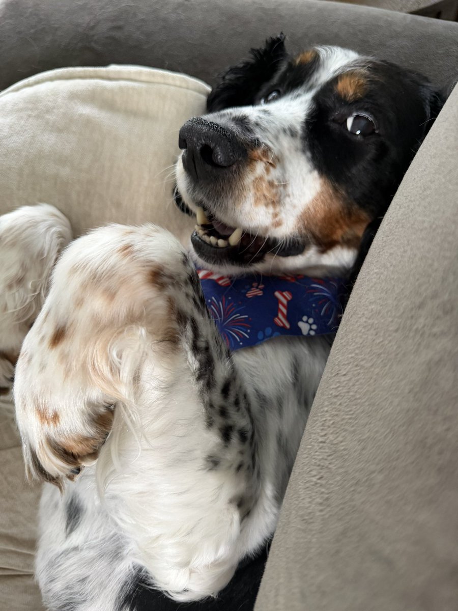 BrendonLeslie's tweet photo. Been posting the puppies so much lately - need to make sure I don’t forget to post pictures of my kiddos!

They’ve been doing a great job sharing their home with the little guys! https://t.co/XpHdOD0jez
