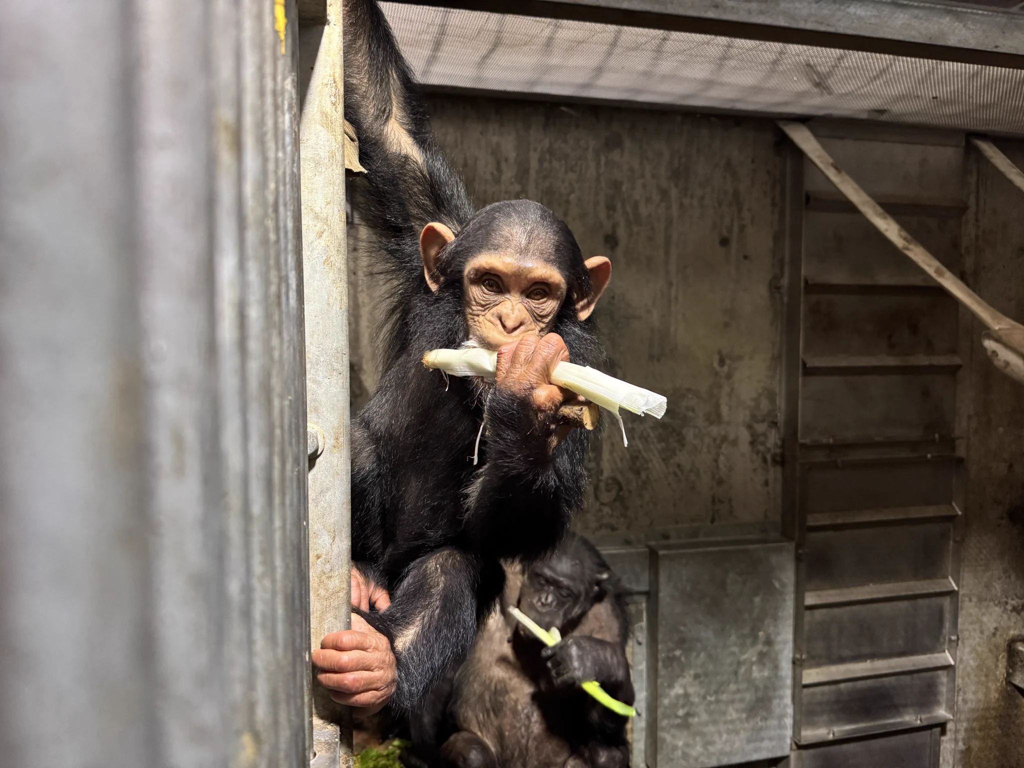 旭川市旭山動物園［公式］ on X: 