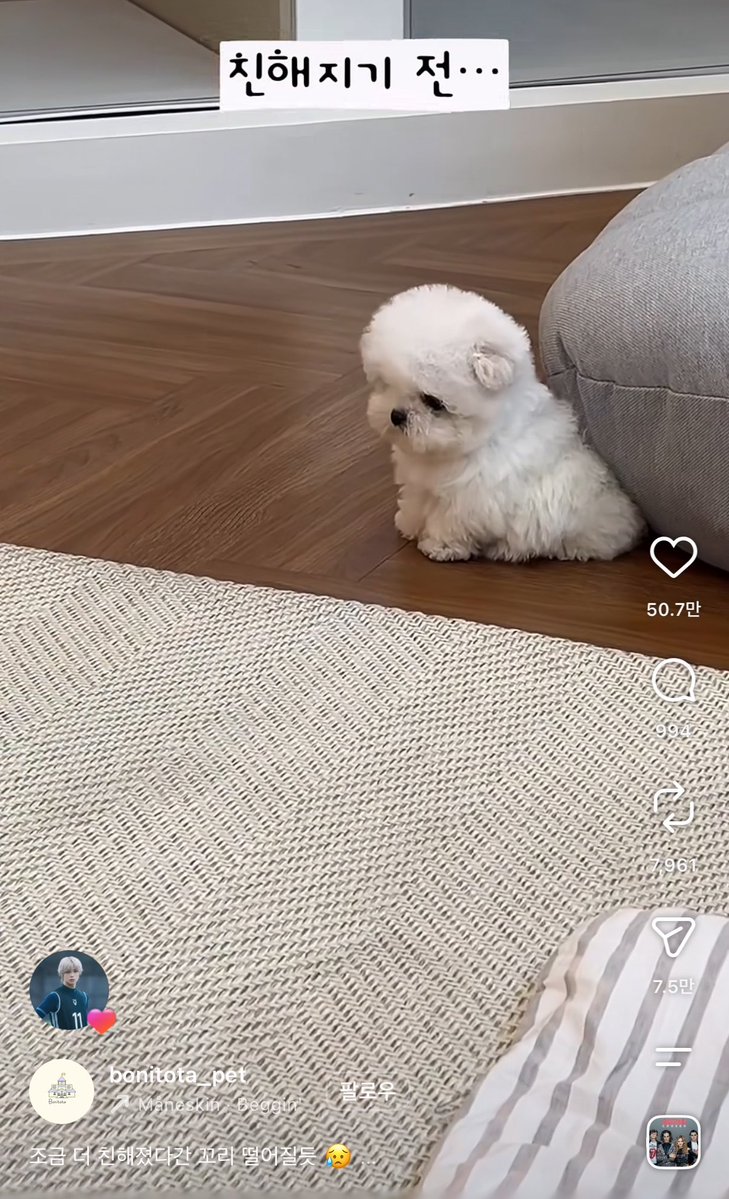 kogaxxxxx's tweet photo. 엥 나도 릴스보다가 케이 발견함 
얼마나 강아지를 좋아하는거야 귀여워 https://t.co/H6zjHDkR1c